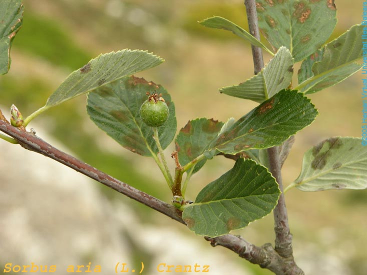 Pomera borda.